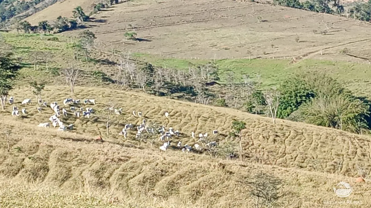 Fazenda à venda de 774 ha em Canas, SP, Brasil
