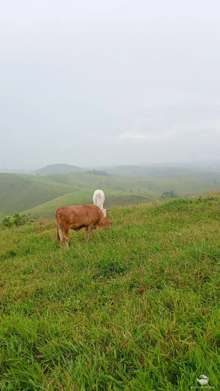 Fazenda à venda de 774 ha em Canas, SP, Brasil