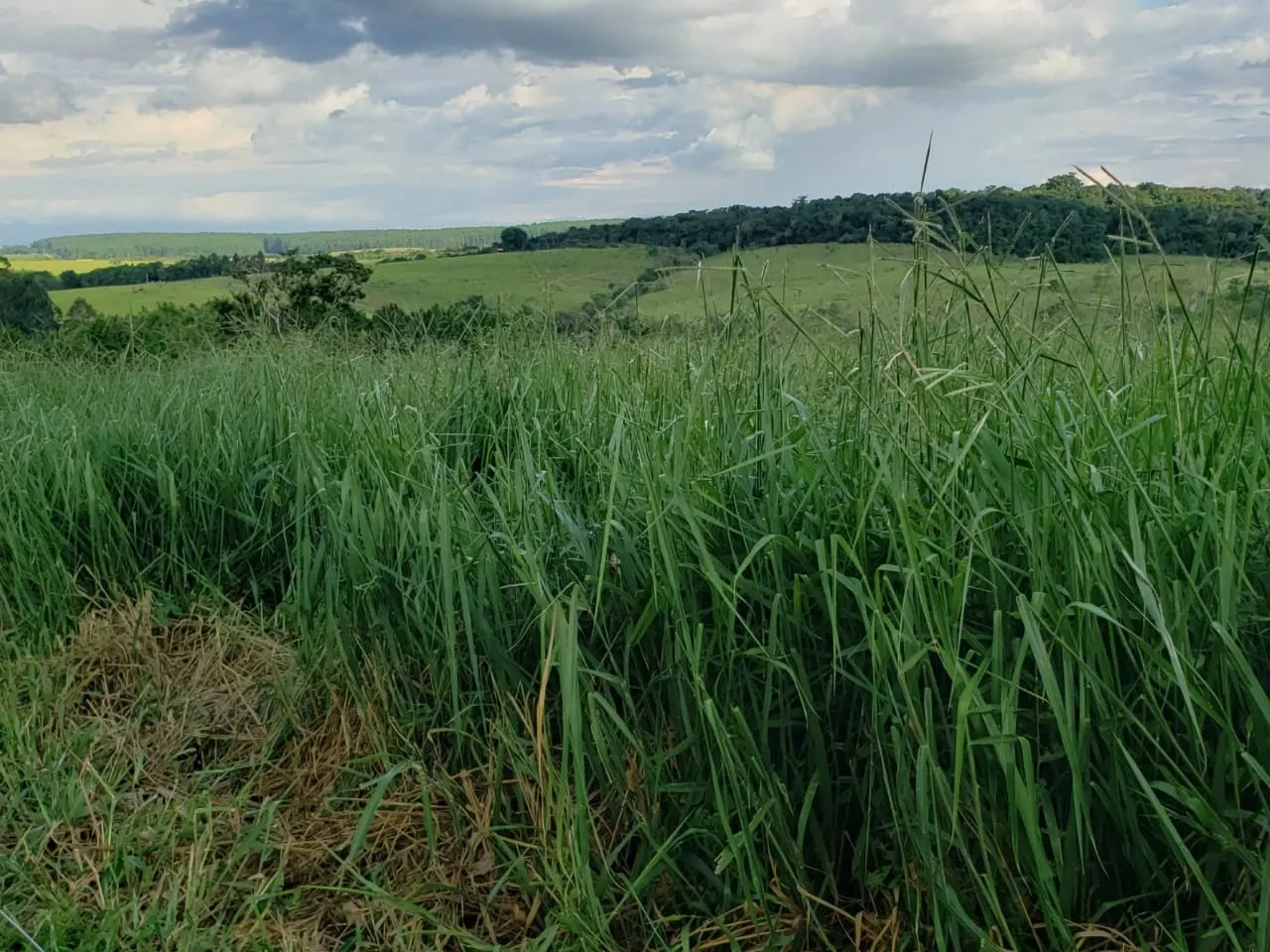 Small farm for sale of 39 acres in Quadra, SP, Brazil