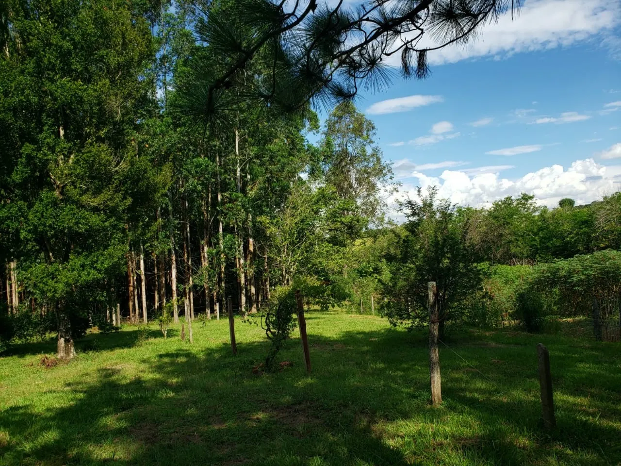 Small farm for sale of 39 acres in Quadra, SP, Brazil