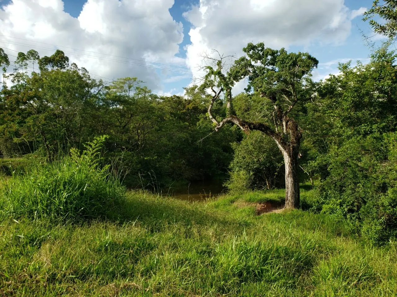 Small farm for sale of 39 acres in Quadra, SP, Brazil