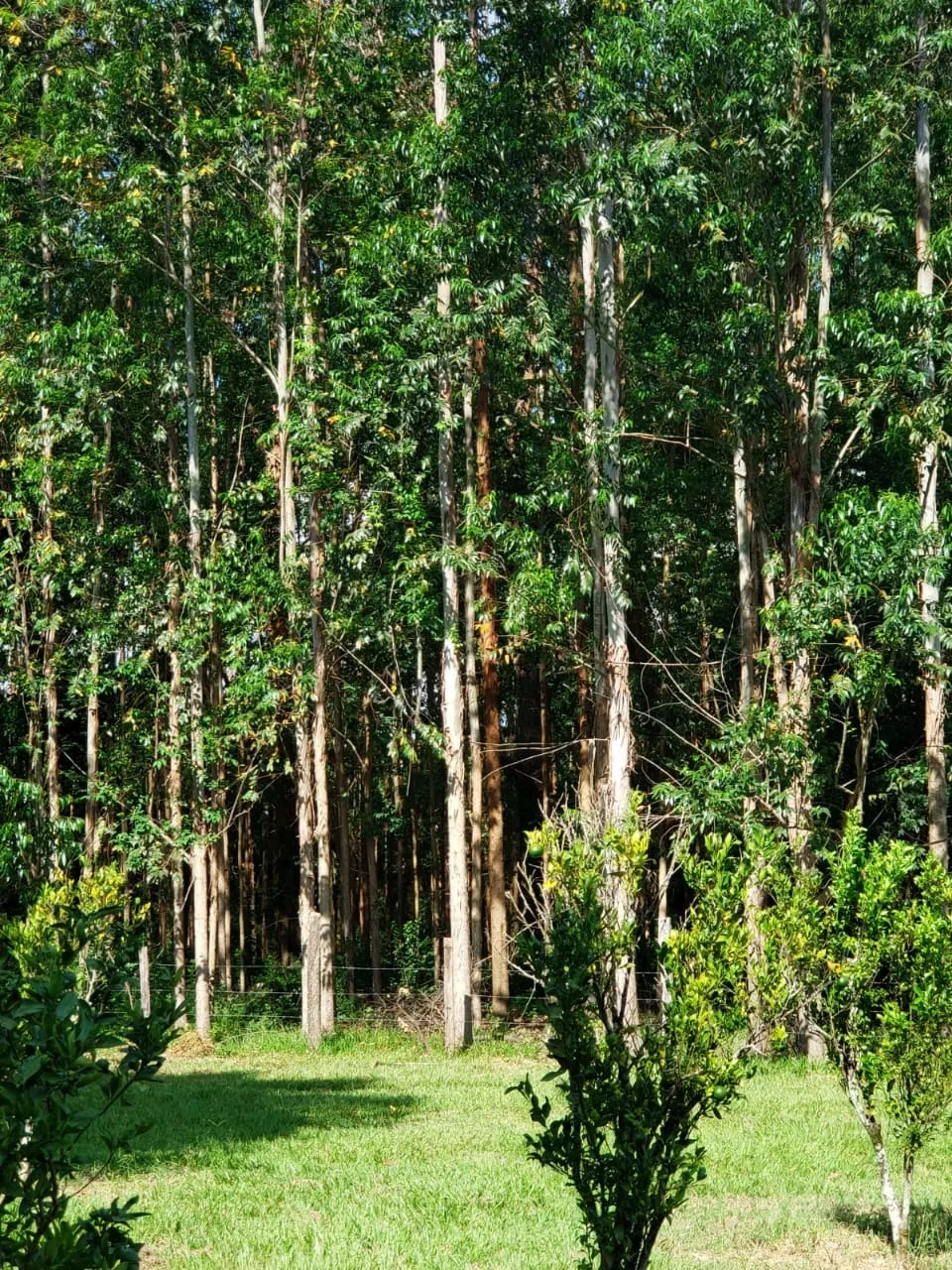 Small farm for sale of 39 acres in Quadra, SP, Brazil