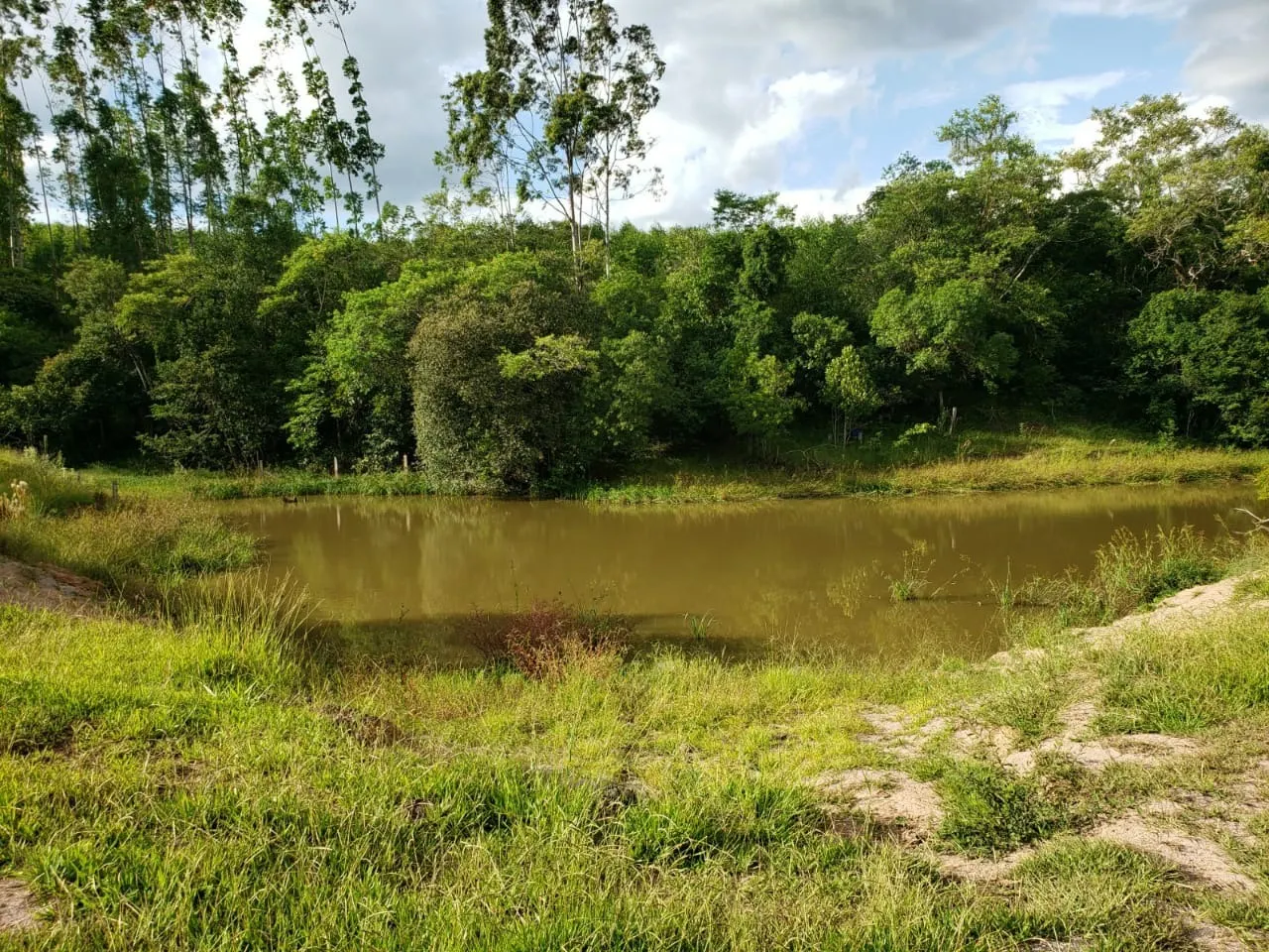 Small farm for sale of 39 acres in Quadra, SP, Brazil