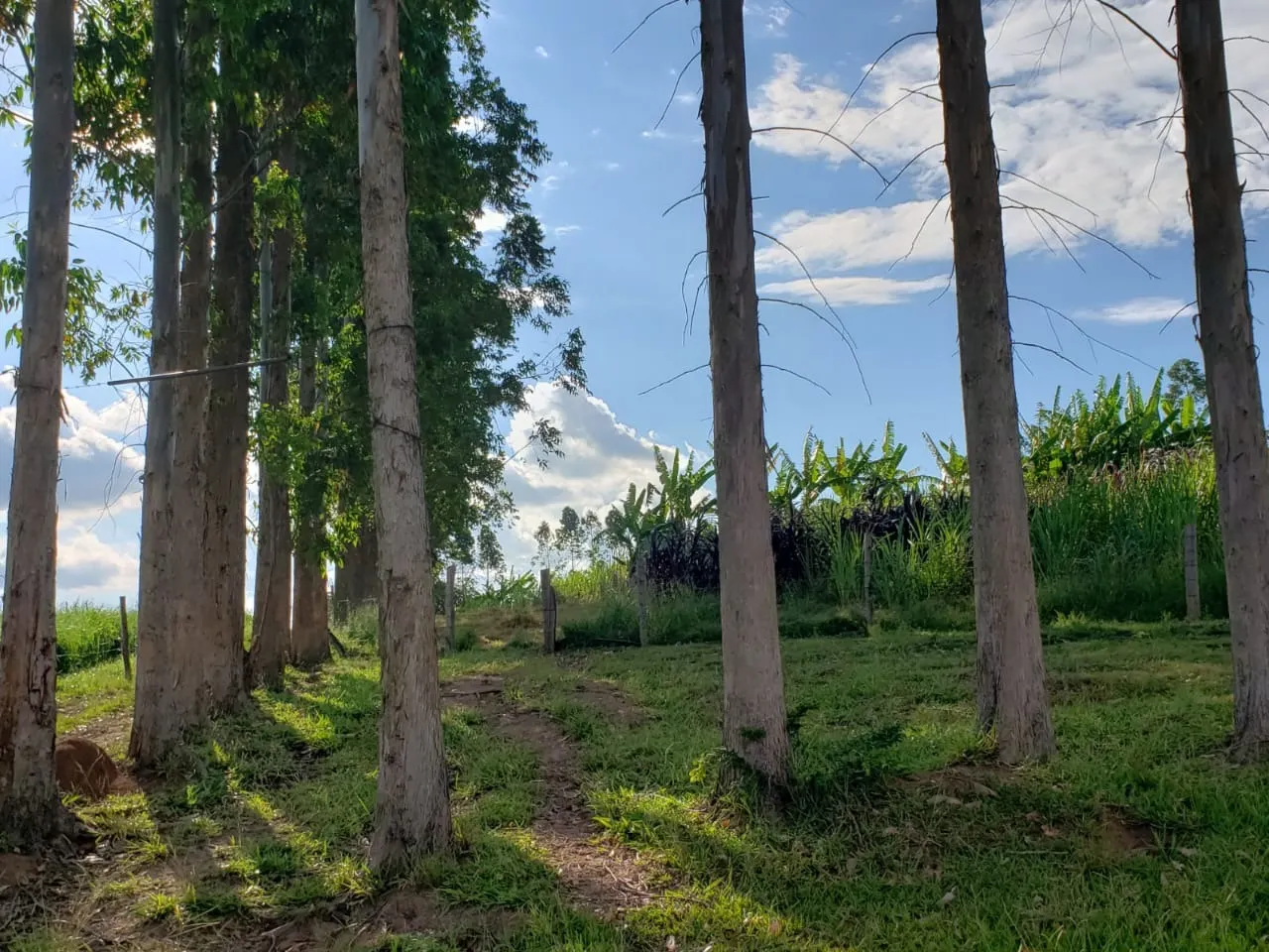 Small farm for sale of 39 acres in Quadra, SP, Brazil