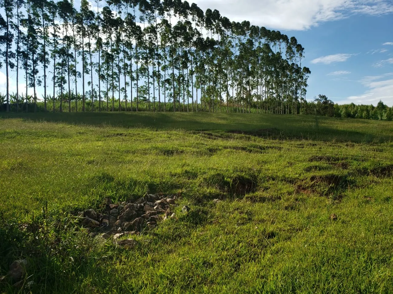 Small farm for sale of 39 acres in Quadra, SP, Brazil