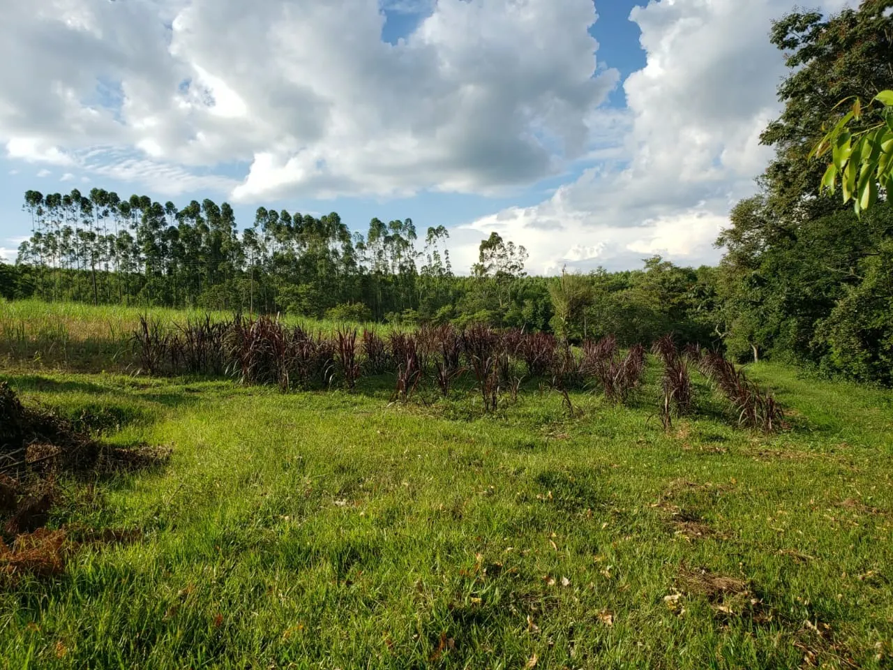 Small farm for sale of 39 acres in Quadra, SP, Brazil