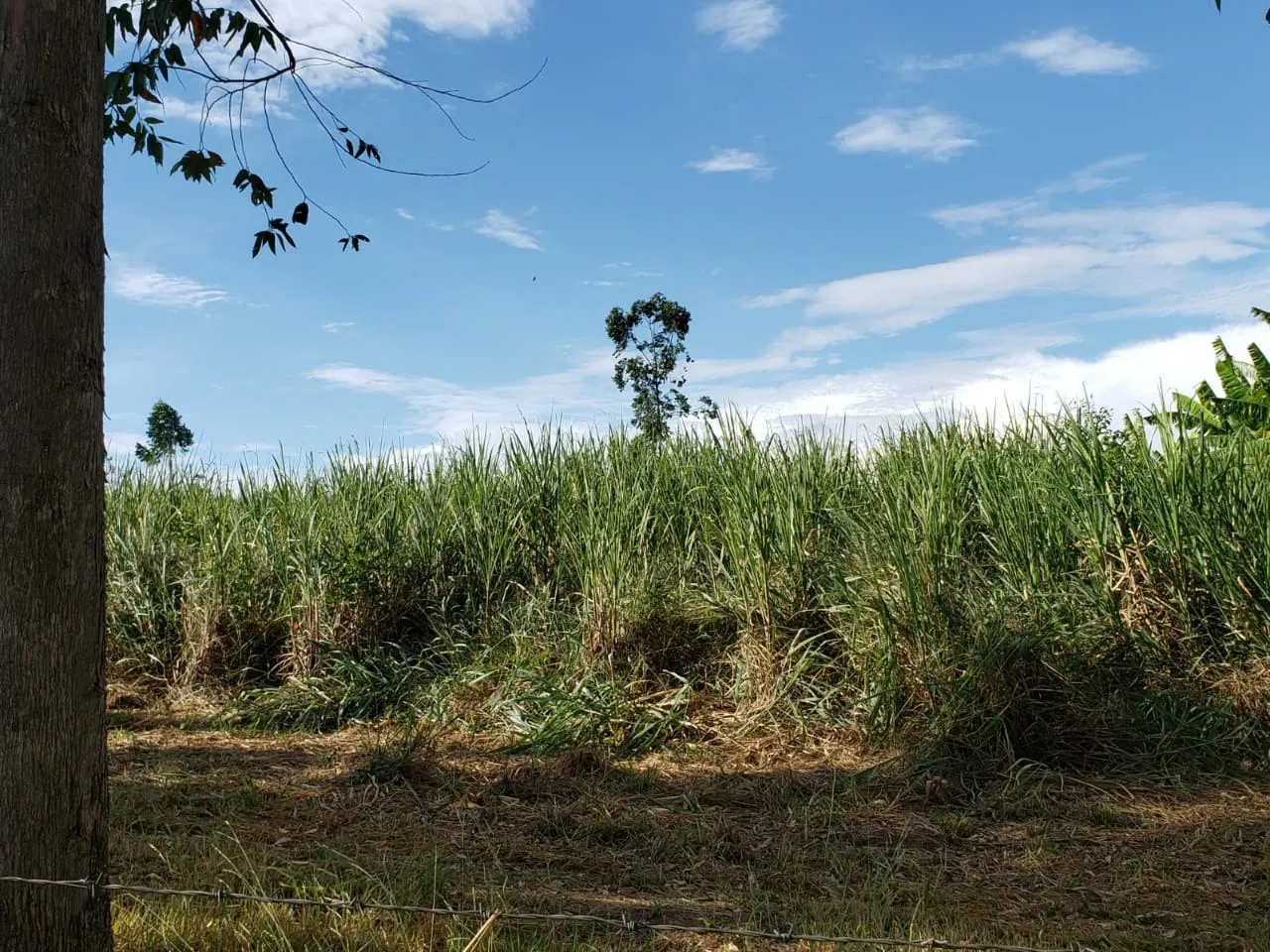Small farm for sale of 39 acres in Quadra, SP, Brazil