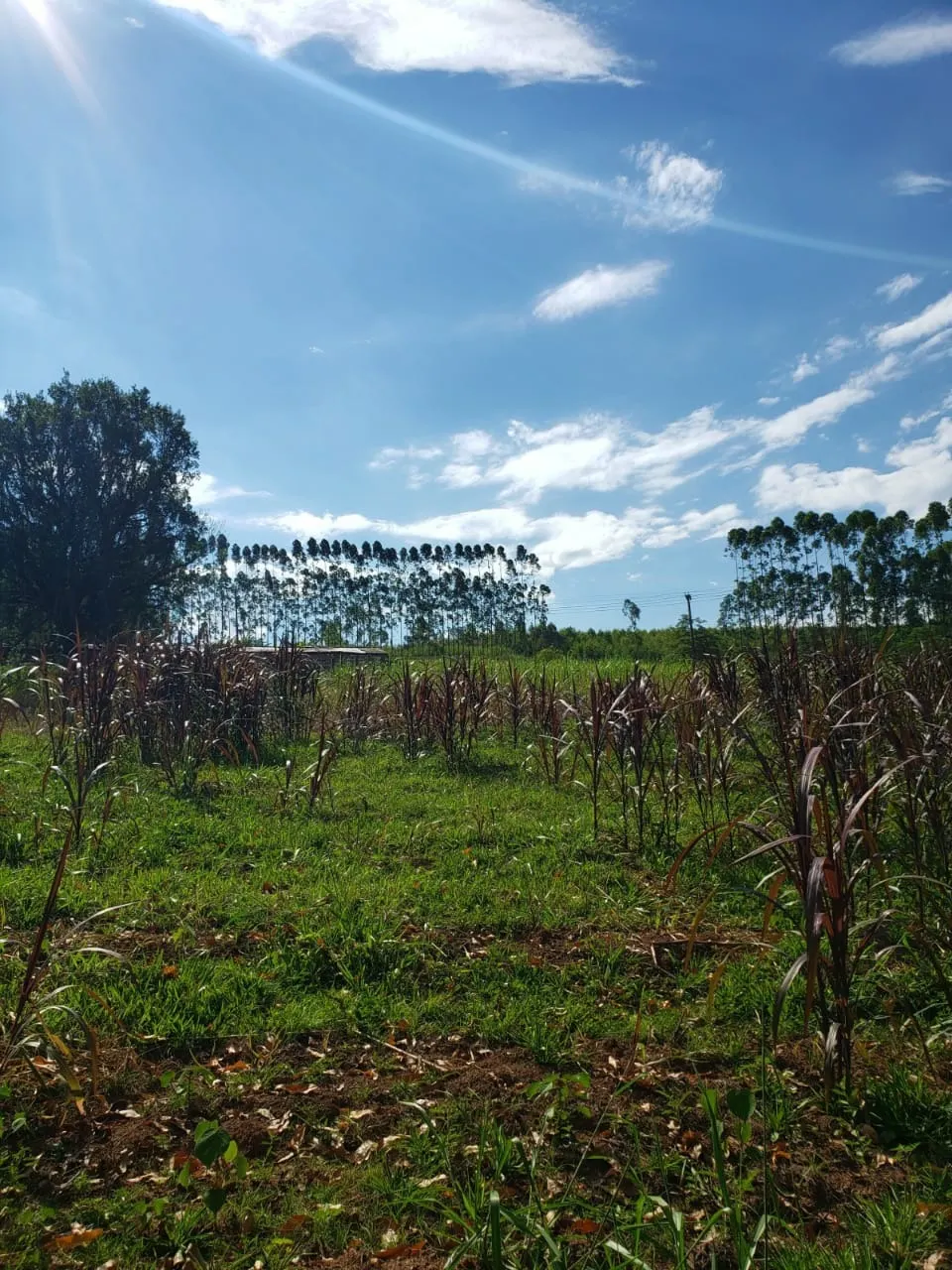 Small farm for sale of 39 acres in Quadra, SP, Brazil