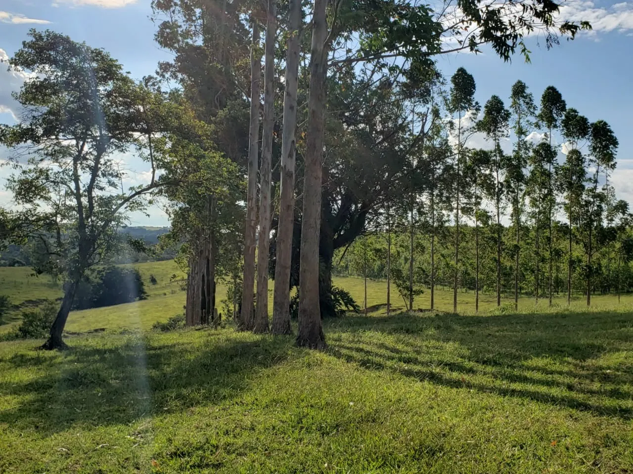 Small farm for sale of 39 acres in Quadra, SP, Brazil