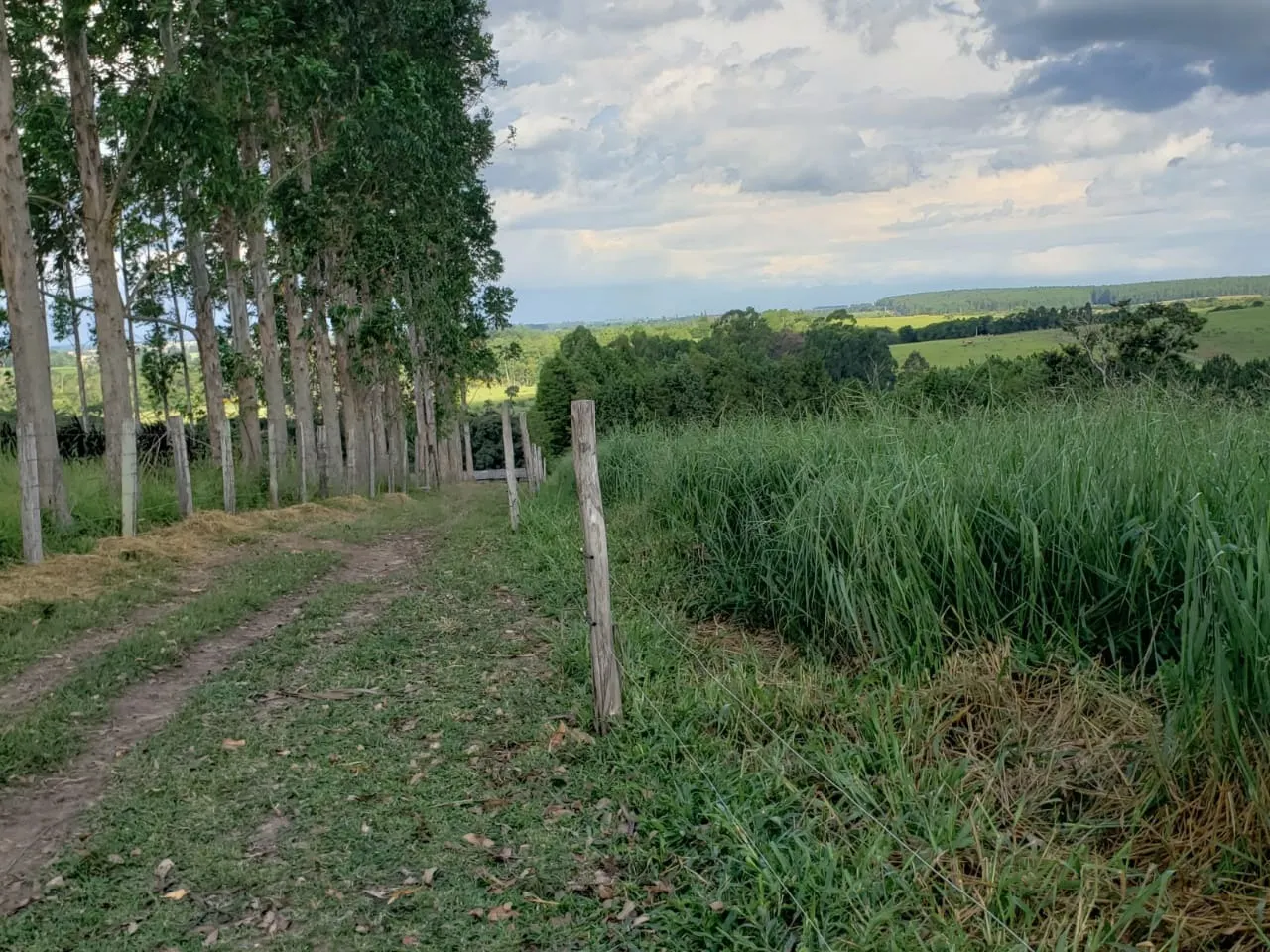 Small farm for sale of 39 acres in Quadra, SP, Brazil