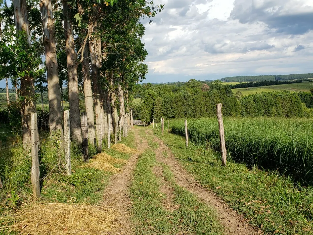 Small farm for sale of 39 acres in Quadra, SP, Brazil
