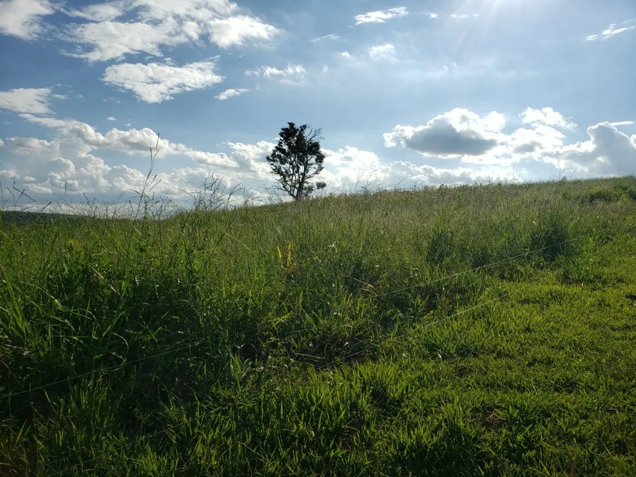 Small farm for sale of 39 acres in Quadra, SP, Brazil