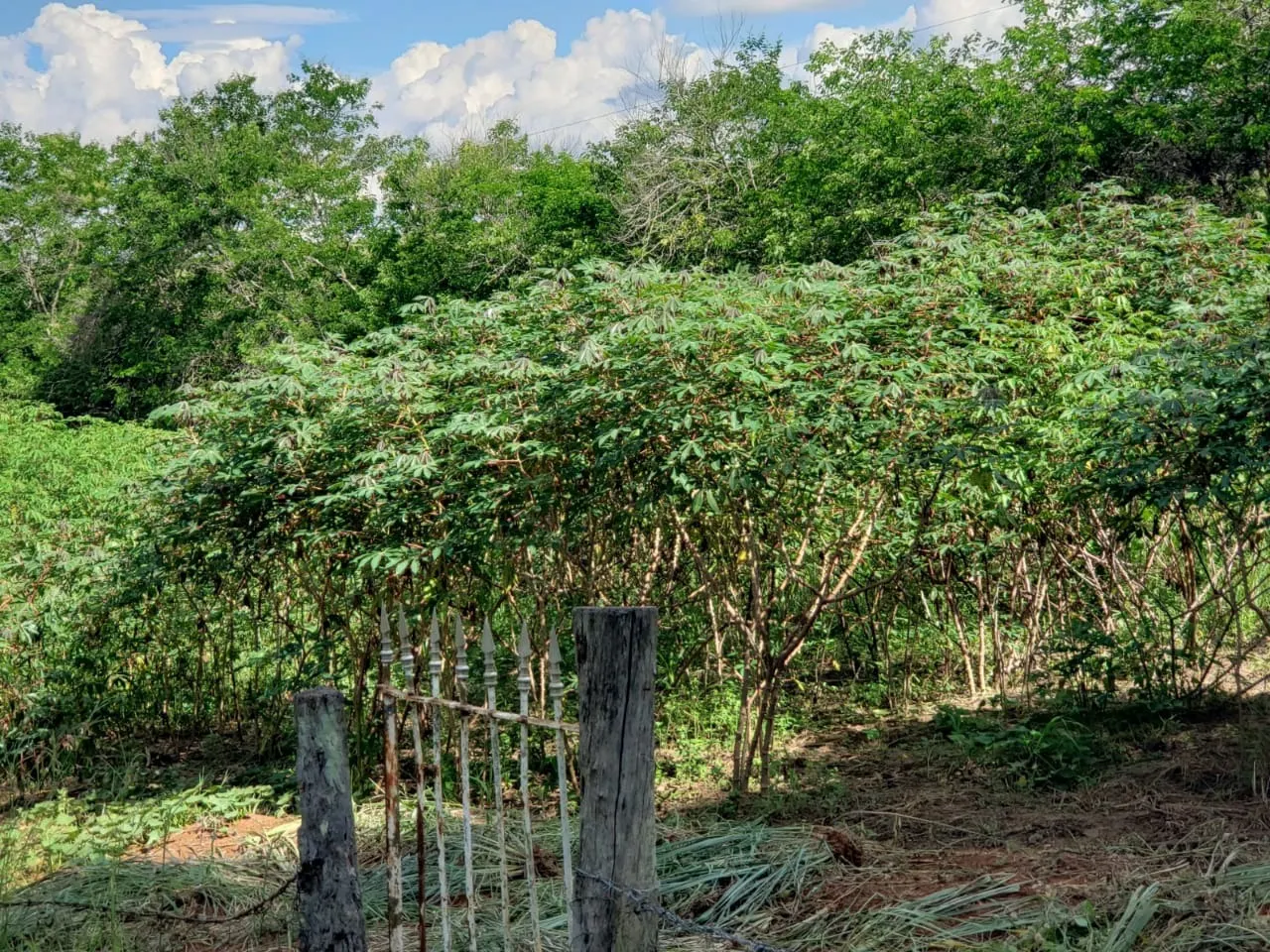 Small farm for sale of 39 acres in Quadra, SP, Brazil