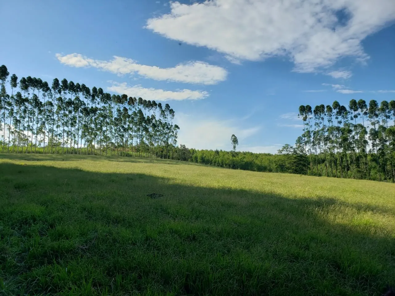 Small farm for sale of 39 acres in Quadra, SP, Brazil