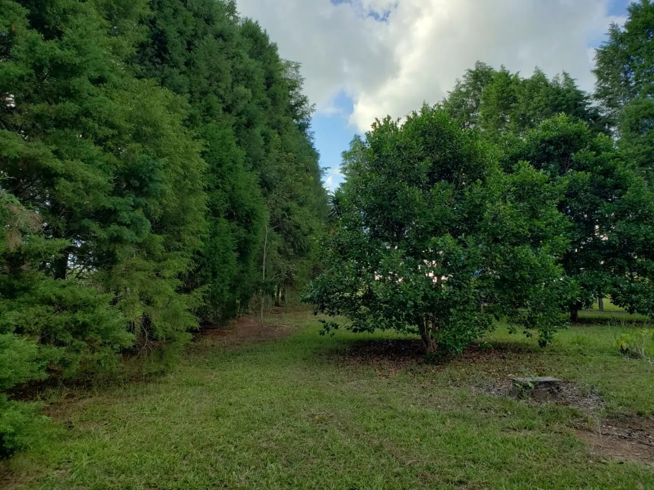 Small farm for sale of 39 acres in Quadra, SP, Brazil
