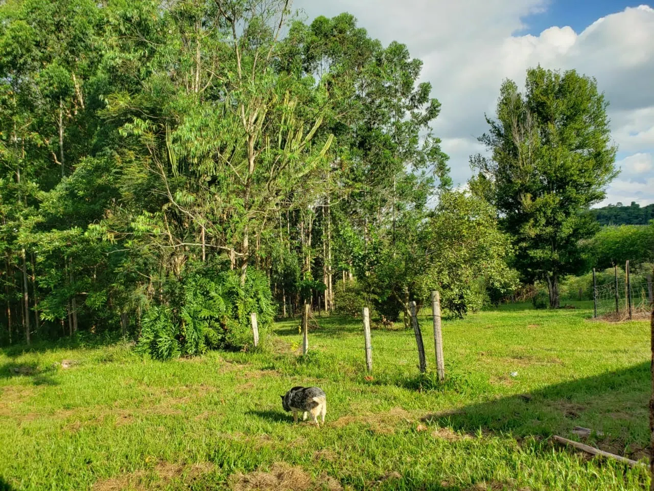 Small farm for sale of 39 acres in Quadra, SP, Brazil