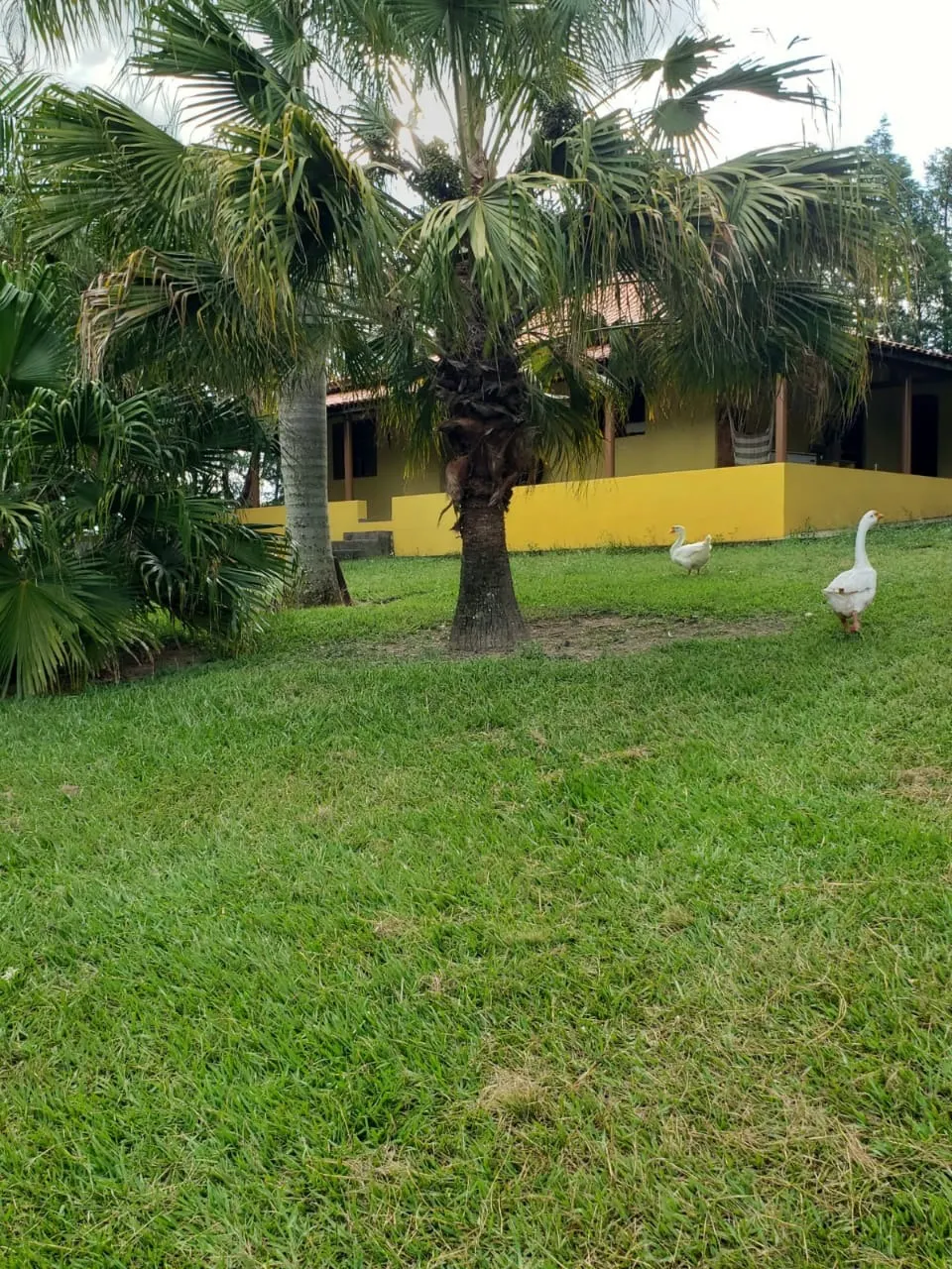 Small farm for sale of 39 acres in Quadra, SP, Brazil