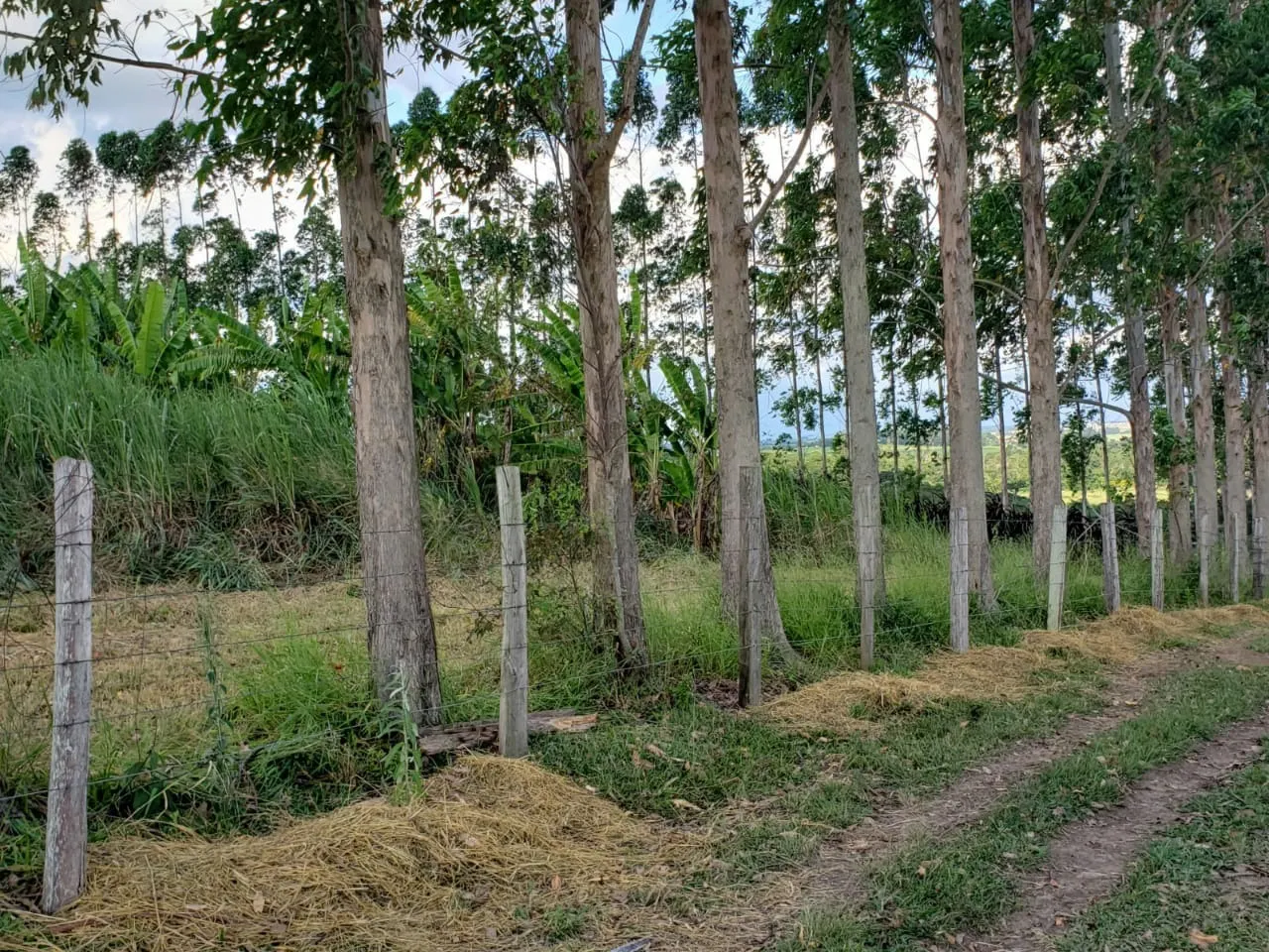 Small farm for sale of 39 acres in Quadra, SP, Brazil