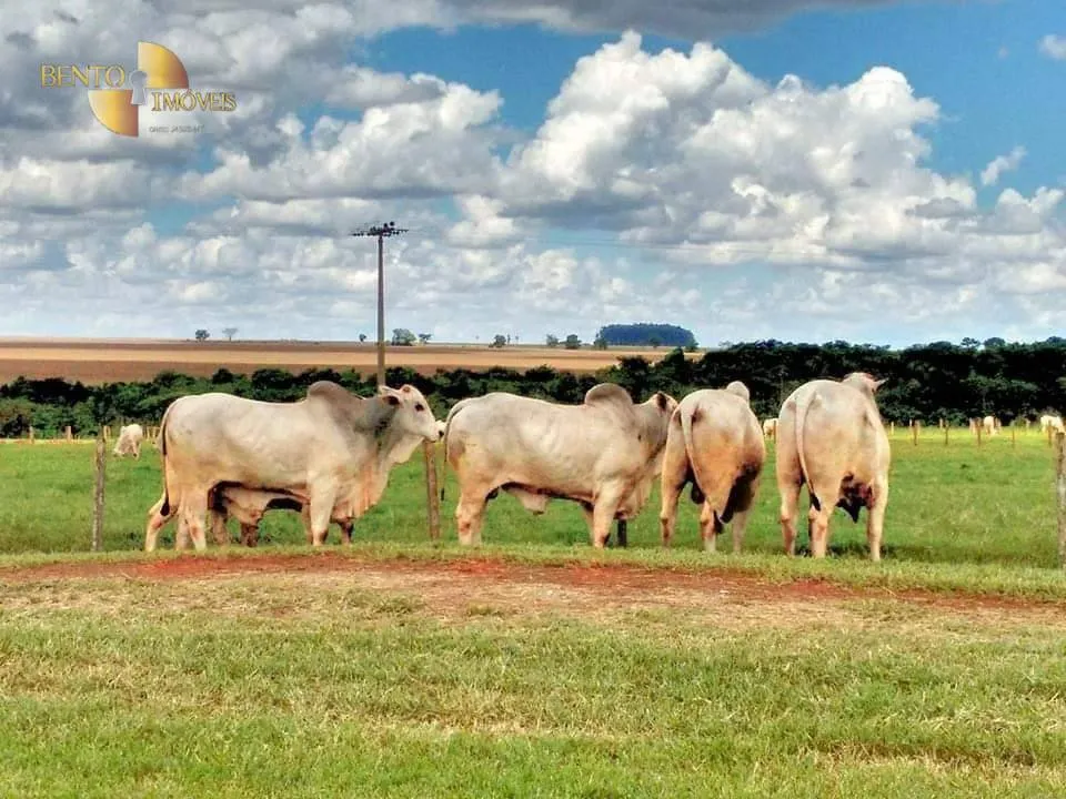 Sítio à venda de 79 ha em Miranda, MS, Brasil