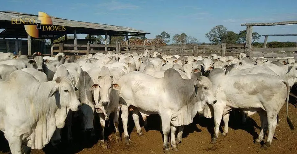 Sítio à venda de 79 ha em Miranda, MS, Brasil