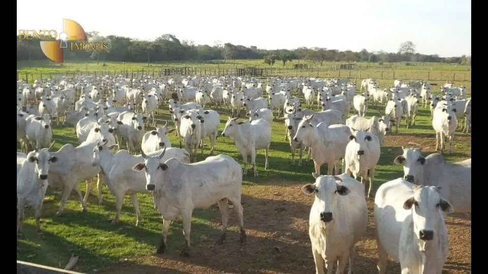 Sítio à venda de 79 ha em Miranda, MS, Brasil