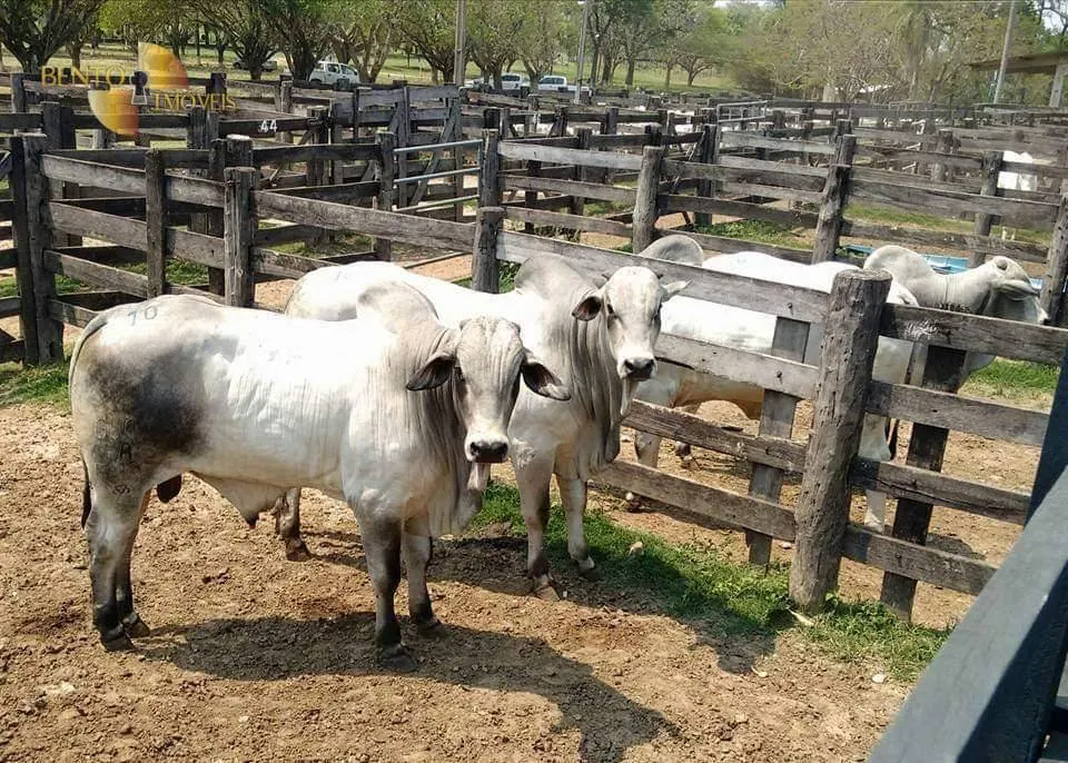 Sítio à venda de 79 ha em Miranda, MS, Brasil