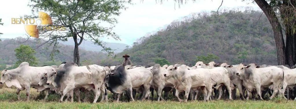 Sítio à venda de 79 ha em Miranda, MS, Brasil
