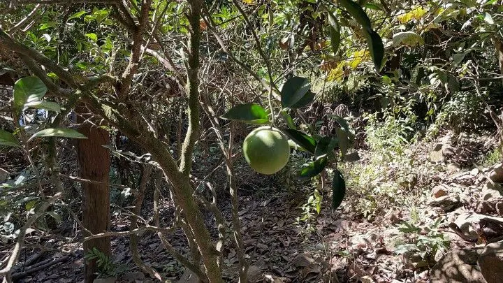 Sítio à venda de 14 ha em Caraá, RS, Brasil