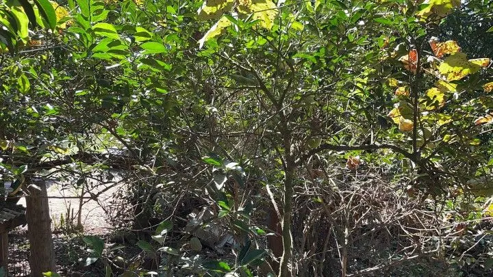 Sítio à venda de 14 ha em Caraá, RS, Brasil
