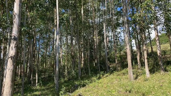 Sítio à venda de 14 ha em Caraá, RS, Brasil