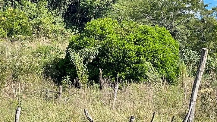 Sítio à venda de 14 ha em Caraá, RS, Brasil