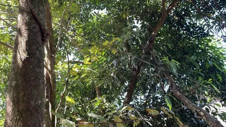 Sítio à venda de 14 ha em Caraá, RS, Brasil