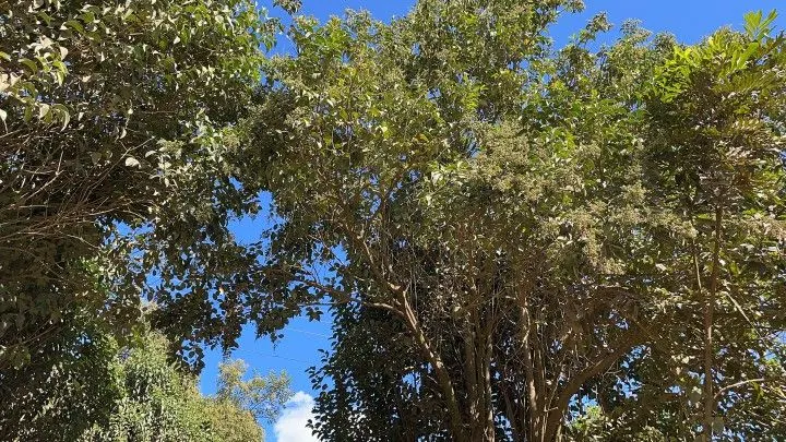 Sítio à venda de 14 ha em Caraá, RS, Brasil