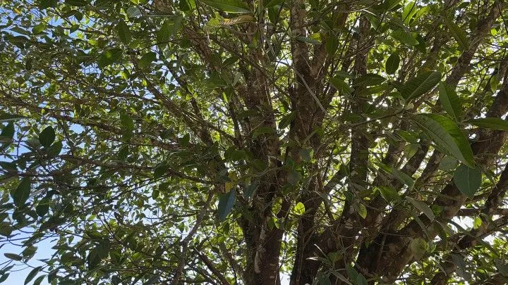 Sítio à venda de 14 ha em Caraá, RS, Brasil