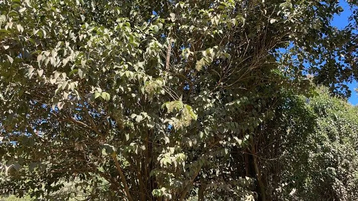 Sítio à venda de 14 ha em Caraá, RS, Brasil