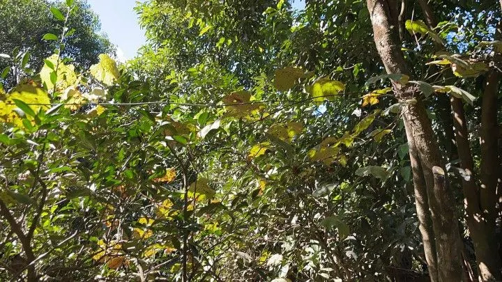 Sítio à venda de 14 ha em Caraá, RS, Brasil