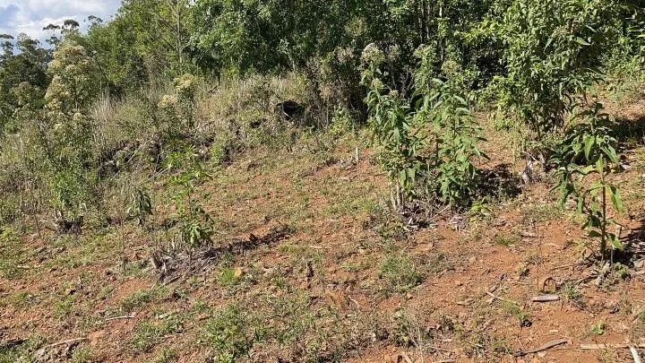 Sítio à venda de 14 ha em Caraá, RS, Brasil