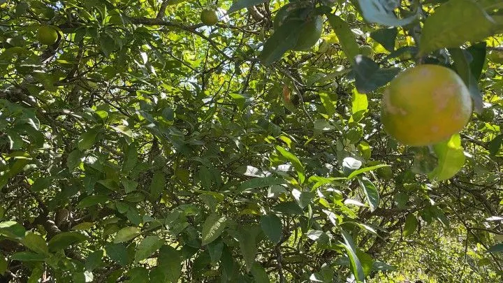 Sítio à venda de 14 ha em Caraá, RS, Brasil