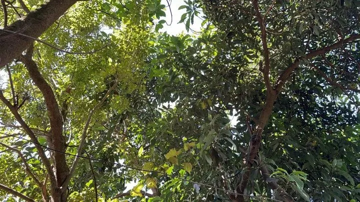 Sítio à venda de 14 ha em Caraá, RS, Brasil