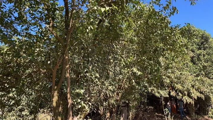 Sítio à venda de 14 ha em Caraá, RS, Brasil