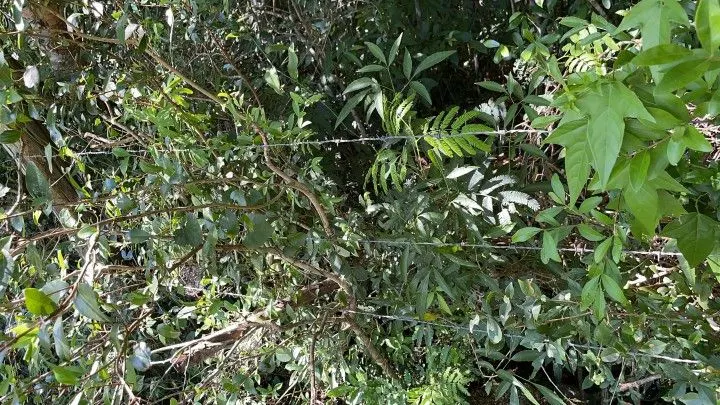 Sítio à venda de 14 ha em Caraá, RS, Brasil