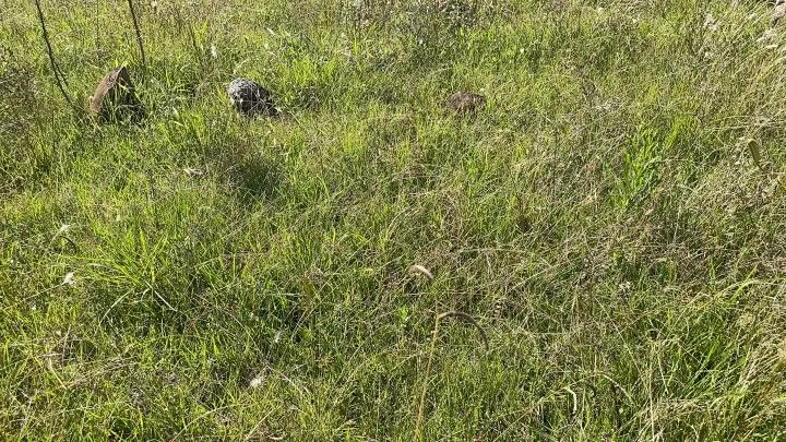 Sítio à venda de 14 ha em Caraá, RS, Brasil