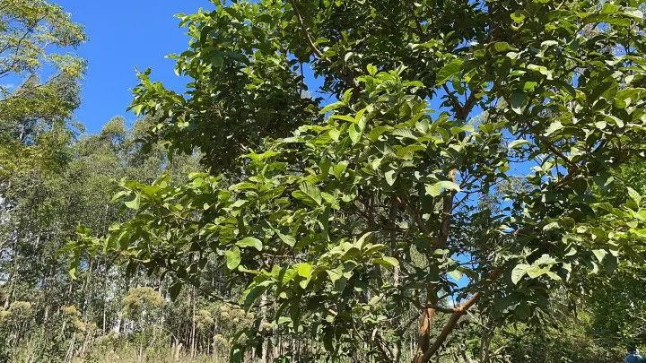 Sítio à venda de 14 ha em Caraá, RS, Brasil