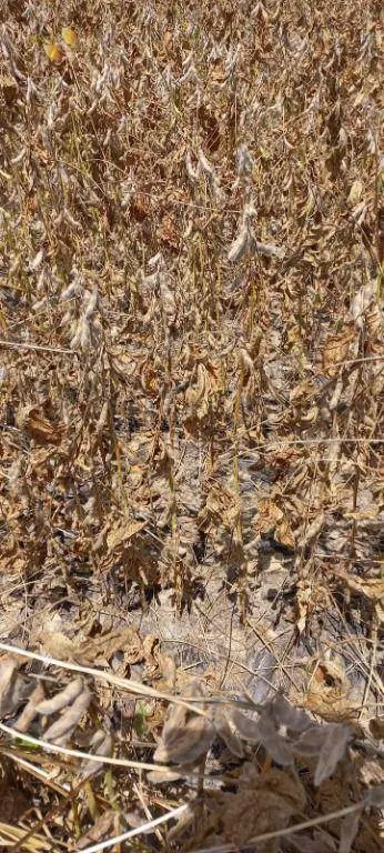 Fazenda à venda de 1.240 ha em Nova Mutum, MT, Brasil