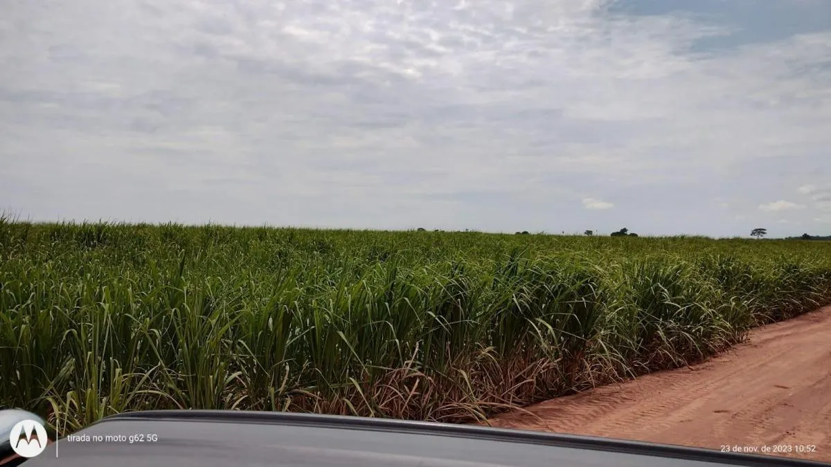 Fazenda à venda de 135 ha em Nova Luzitânia, SP, Brasil