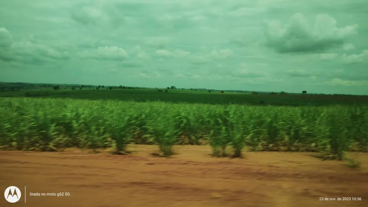 Fazenda à venda de 135 ha em Nova Luzitânia, SP, Brasil