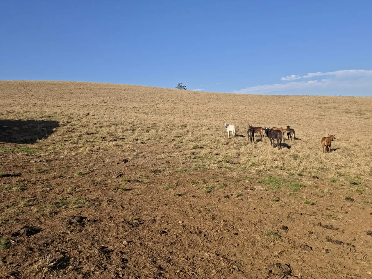 Fazenda à venda de 171 ha em Capão Bonito, SP, Brasil
