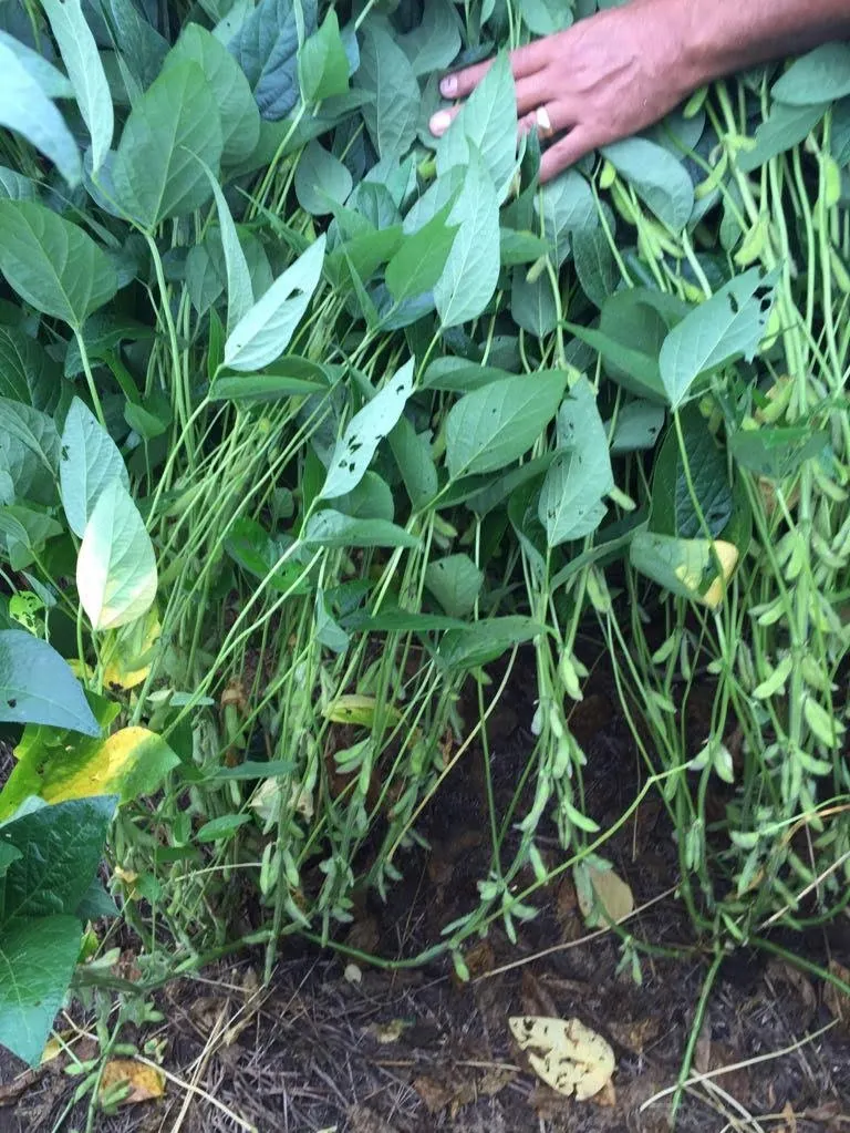 Fazenda à venda de 3.308 ha em Cocalinho, MT, Brasil