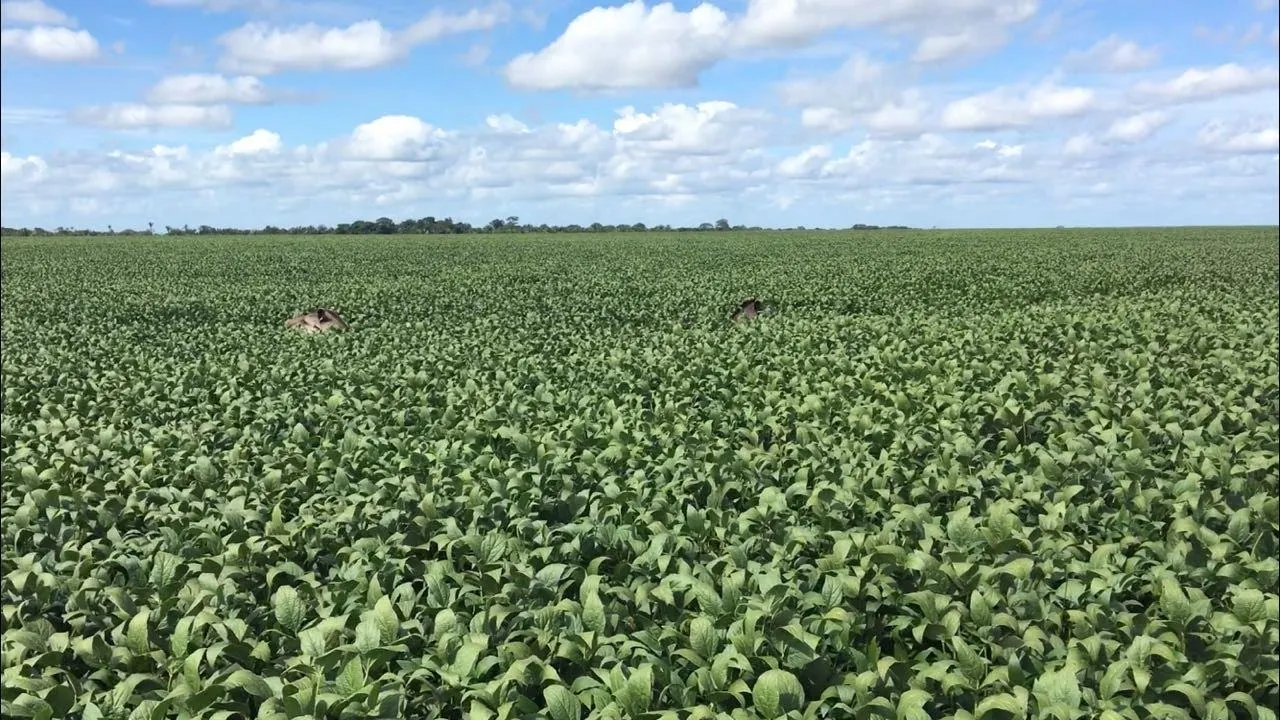 Fazenda à venda de 3.308 ha em Cocalinho, MT, Brasil