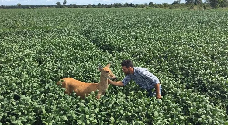 Fazenda à venda de 3.308 ha em Cocalinho, MT, Brasil